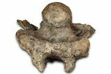 Fossil Triceratops Skull Section with Occipital Condyle - Montana #352275-3